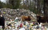 شیرابه ها ؛ تازیانه مرگبار زباله بر سلامت مردم مازندران