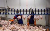 حرکت مرغ به سمت کاهش قیمت